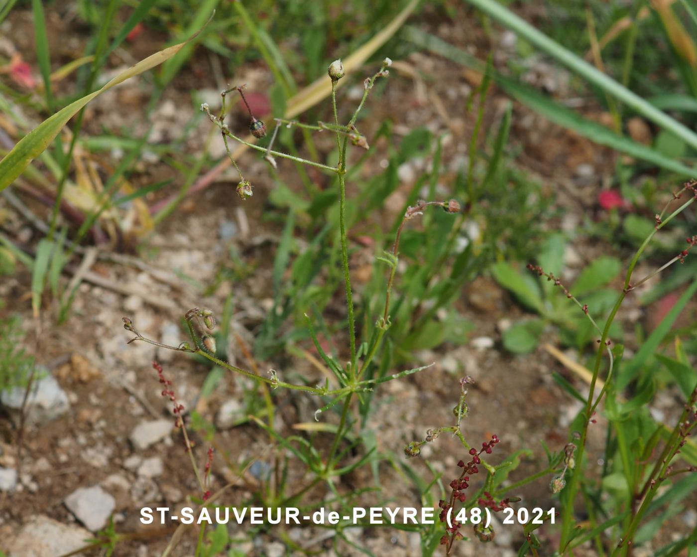 Spurrey, Field plant